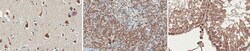MilliporeSigma Rabbit anti-TERT, Polyclonal, 100&mu;g:Antibodies, Polyclonal